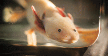 2015: Axolotls like the Multidisciplinary Lab's pet, Oscar, are nearly extinct in their native Mexico, but they thrive in captivity as a valuable model organism. Their large embryos are ideal for studying vertebrate development. (Credit: Erik Gould)
