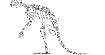 The sthenurine had larger bones and other skeletal difference from modern-day kangaroos that suggest it may have walked instead of hopped. (Credit: Lorraine Meeker/American Museum of Natural History)