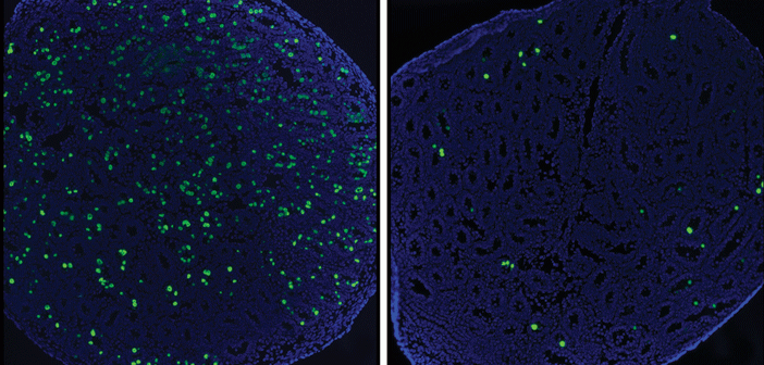 Mice lacking the gene for the protein TAF4b (right) produce fewer undifferentiated germ cells (green) than mice with the gene (left).