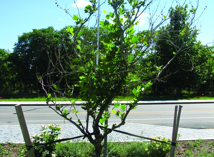 Tree sapling outside of Arnold Lab on Waterman Street, Providence. (Credit: Josephine Benson).