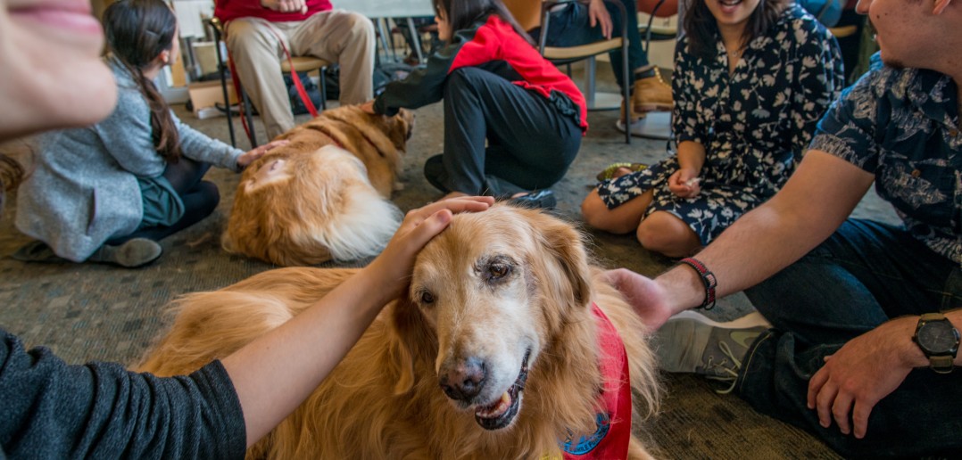 From right, Peter Herrera ’16 and Alice Tin, MPH MD’16, both members of Students for One Health, with Liberty, a golden retriever. Photo by David DelPoio