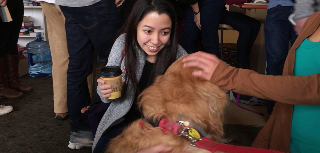 Students for One Health and the Health and Wellness Initiative cosponsored a visit at Alpert Medical School by four therapy dogs to help students alleviate pre-exam stress in December. Photo by David DelPoio