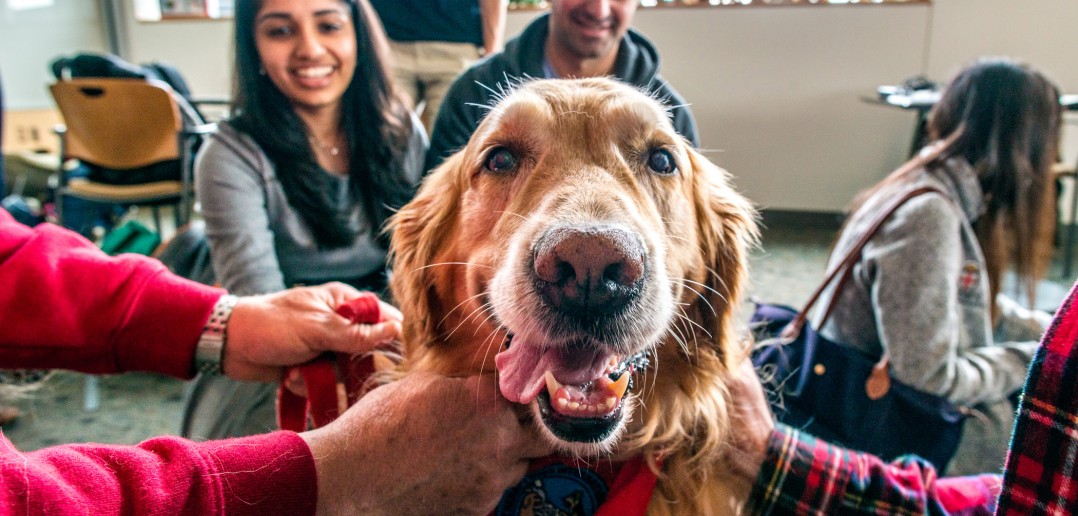 Sanchita Singal ’13 MD’17, left, and Anshul Parulkar ’10 MD’18 get to know Independence, a golden retriever. Photo by David DelPoio