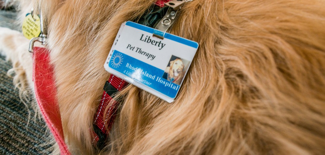 Liberty, a 13-year-old golden retriever, is a trained therapy dog. Photo by David DelPoio.