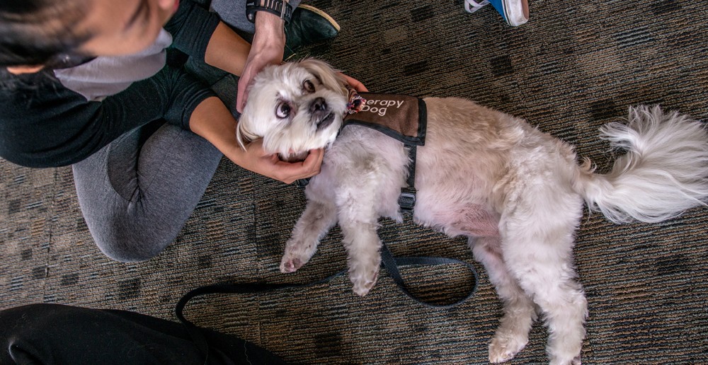 Baxter, a Lhasa apso, makes friends with Alpert medical students. Photo by David DelPoio