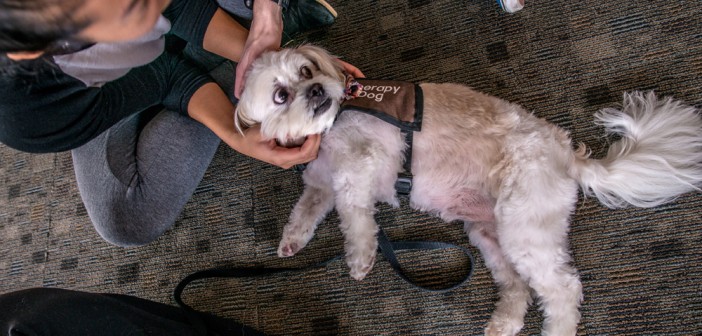 Baxter, a Lhasa apso, makes friends with Alpert medical students. Photo by David DelPoio