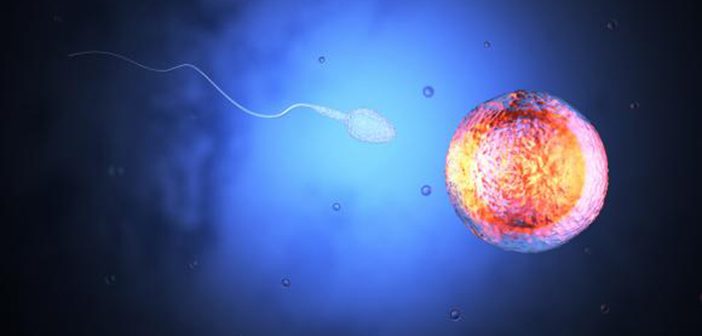 In the future, the two cells that start us all might sometimes get their start in the lab, rather than in reproductive organs. Photo courtesy iStock
