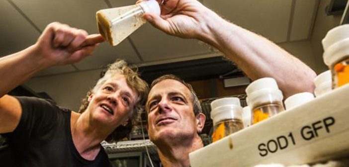 EYES ON THE FLIES: Biology professors Kristi Wharton and Robert Reenan study ALS using fruit flies engineered to genetically model the human disease. Photo by Mike Cohea