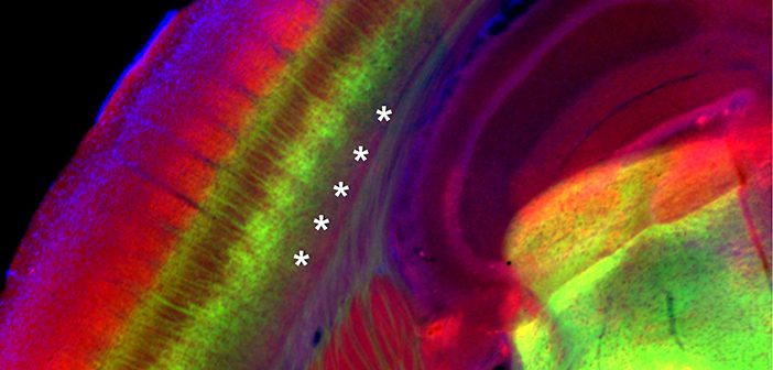 Asterisks denote the location of newly found "infrabarrels" in the innermost layer of the cortex of the mouse brain. Courtesy Crandall et al.