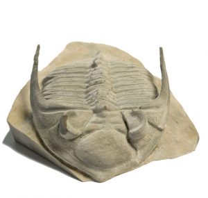 New Dimension: A Brown ecologist found this trilobite fossil in Morocco, scanned and 3-D printed it, and deposited the files in the Brown Digital Repository. For Creamer it’s a reminder that data can be physical, too.
