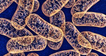 The normal mitochondria, pictured, contain enzymes responsible for energy production. Mothers with mutation-bearing mitochondria can bear children with grave, incurable diseases.
