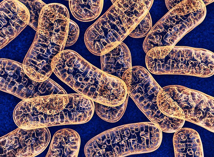 The normal mitochondria, pictured, contain enzymes responsible for energy production. Mothers with mutation-bearing mitochondria can bear children with grave, incurable diseases.