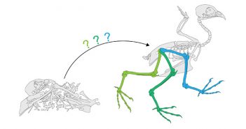 How do you go from a pile of bones to a fully articulated creature? Understanding how ligaments affect joint movement can help. Credit Armita Manafzadeh