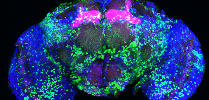 Studying fruit flies, researchers at Brown found that alcohol hijacks a conserved memory pathway in the brain, forming the cravings that fuel addiction. Image courtesy Kaun Lab