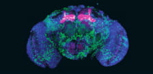 Alcohol hijacks a conserved memory pathway in the fruit fly brain, forming the cravings that fuel addiction. Image: Courtesy of Kaun Lab.
