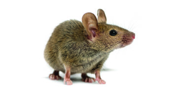 If You Give a Mouse a Cookie …